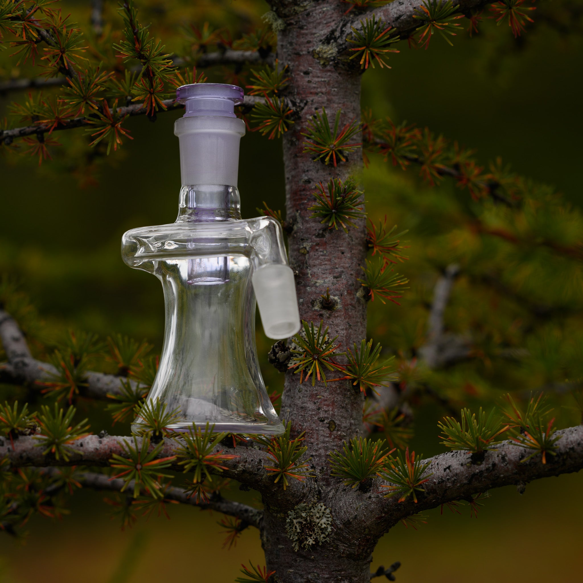 A sleek Dry Ash Catcher attachment with purple accents is balanced on the branch of a pine tree. The clear glass body features a curved, ergonomic design with a stable flared base and a recycler chamber for smooth airflow. The frosted joint contrasts subtly with the organic texture of the tree bark and the soft green needles. The natural setting provides a serene and earthy backdrop, emphasizing the craftsmanship and elegance of the glassware.